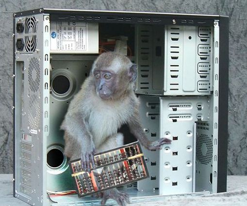 cmonkey.jpg