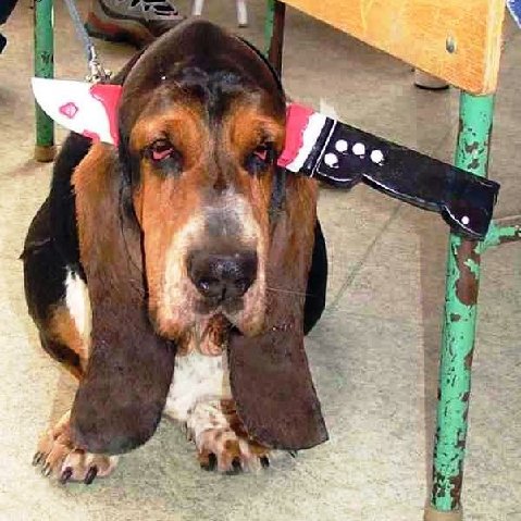 dog.jpg